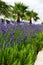 Lavender in Stari Grad on Hvar island, Croatia