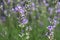 Lavender stem with blooming flowers close-up