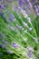 Lavender stem in focus