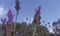 Lavender stems seen over blue sky with clouds