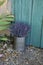 Lavender Still Life In Provence South Of France