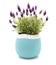 Lavender Stoechas plant