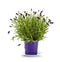 Lavender Stoechas plant in purple flower pot