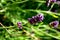 Lavender in stunning purple standing out from the grass.