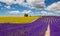 Lavender and sunflower field in Valensole.