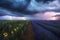 Lavender and sunflowers field under a storm. Photographed in Provence, France