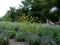 Lavender and Sunflowers with a Hammock