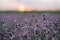 Lavender at sunset on a blurred background of a purple field. Pastel shades. Aromatherapy Natural cosmetic. Fields of