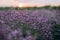 Lavender at sunset on a blurred background of a purple field. Pastel shades. Aromatherapy Natural cosmetic. Soft focus.