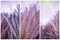 Lavender in sunshine triptych