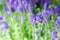 Lavender tender violet flowers. Lavender field. Gardening planting plants and botany. Floral shop. Growing lavender