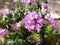 Lavender Trailing Lantana