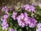 Lavender Trailing Lantana