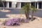 Lavender Trailing Lantana and Pigmy Palms in Xeriscaping