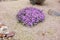 Lavender Trailing Lantana in Xeriscaping