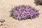 Lavender Trailing Lantana in Xeriscaping