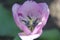Lavender tulip