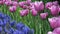 Lavender Tulips and Grape Hyacinth