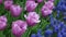 Lavender Tulips and Grape Hyacinth flowers