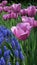 Lavender Tulips and Grape Hyacinth flowers