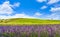 Lavender in Tuscany, hill and green fields. Santa Luce, Pisa, Italy
