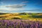 Lavender in Tuscany, hills and green fields. Santa Luce, Pisa, Italy