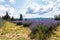Lavender valley mt hood in Oregon