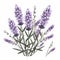 Lavender Vector Illustration: Subtle Color Variations In Hyacinthe Rigaud Style