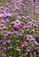 Lavender and verbena flowers