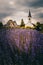 Lavender VILLAGE, Fram, COUNTRYSIDE. ROMAN CHURCH RUINS. HUNGARY DORGICSE on Lake Balaton. Beautiful purple lavender flowers