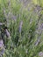 Lavender vulgaris close up background