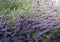 Lavender vulgaris close up background
