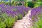 Lavender walk at Polesden Lacey country mansion