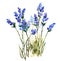 Lavender Watercolor Flowers Illustration Hand Painted