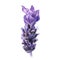 Lavender watercolor illustration isolated on black background