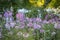 Lavender, white and purple Cleome Flowers in a New England Coast