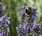 Lavender with white tailed Bumblebee landed on flowers to feed