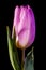 Lavender and White Tulip Bloom with Raindrops on Black Background.