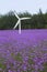 Lavender and windmill