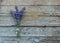 Lavender on wooden background