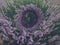 Lavender wreath lying on lavender bush summer time