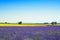 Lavender, yellow flowers blooming field and trees. Provence, France