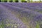 Lavendin purple farm in provence