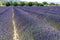 Lavendin purple farm in provence