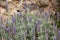 Lavendula dentata or French lavender blooming