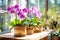Lavish lilac blooms of the tropical phalaenopsis orchid enrich the indoor setting