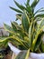 In-law\\\'s tongue or sansivera ornamental plant with a curved green pattern and yellow edges in a white pot