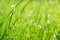 Lawn background. fresh green grass in garden. vividly bright green carpet outdoor. decorative plant for landscaping, playing, par