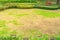 Lawn in bad condition and need maintaining, Landscaped Formal Garden, Front yard with garden design, Peaceful Garden, Path in the