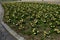 Lawn with blossoming cultivated Wild Daffodil flowers, also called Narcissus Pseudonarcissus